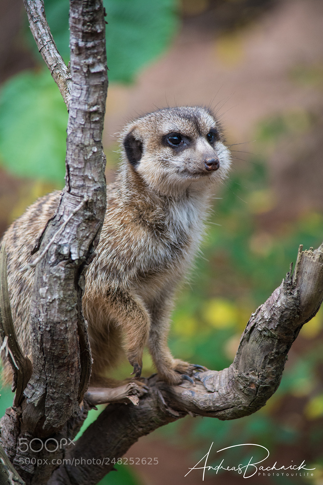 Nikon D5200 sample photo. Lemur on the way photography