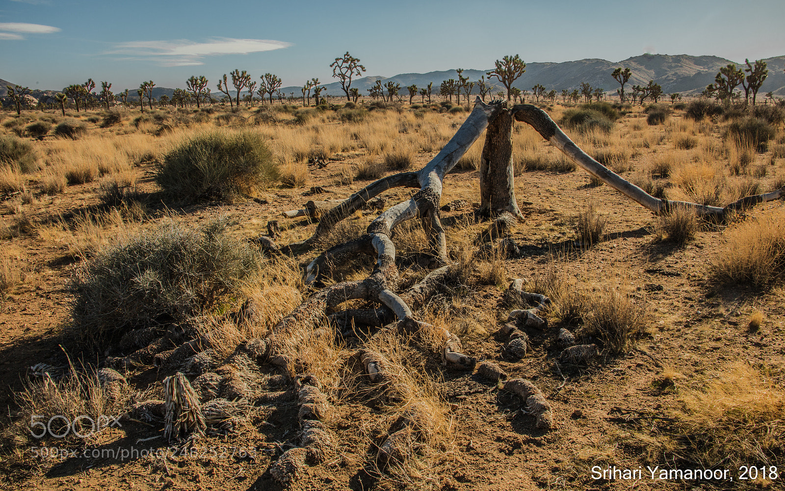 Canon EOS 5DS R sample photo. Nature has no fears photography