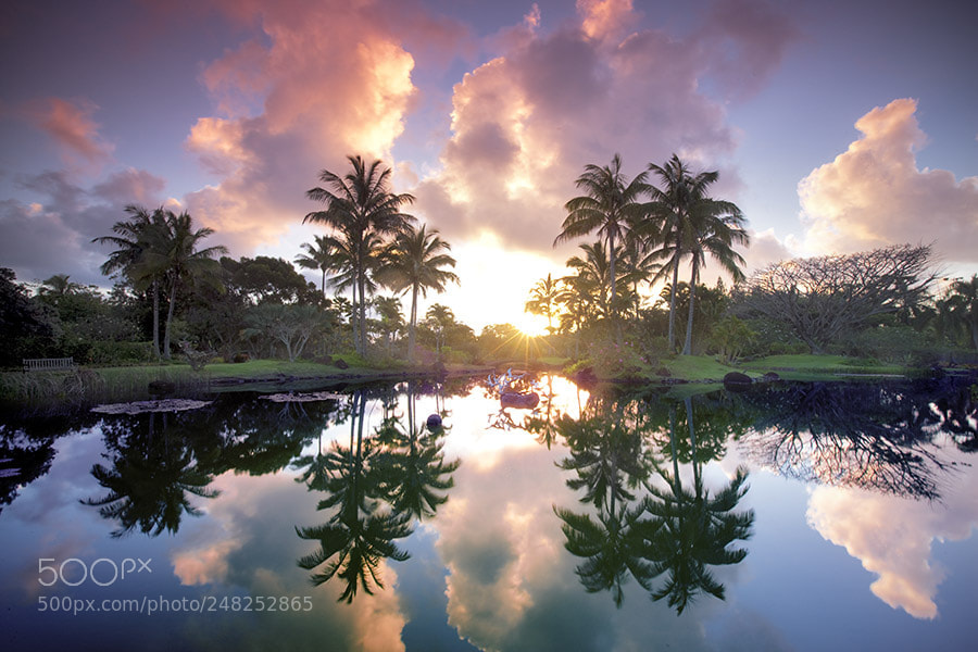 Canon EOS-1Ds Mark III sample photo. Pond with relfecting palm photography