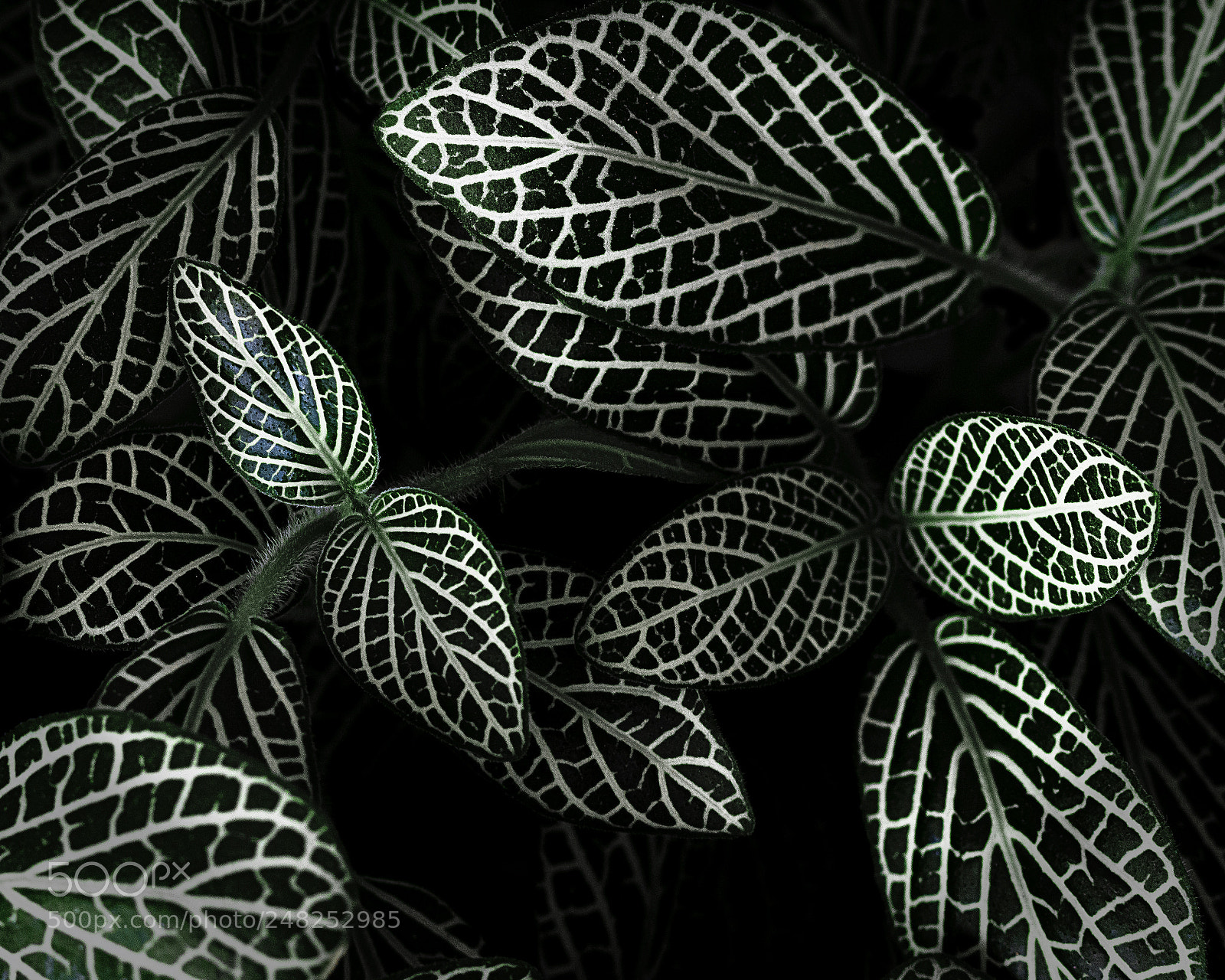 Nikon D600 sample photo. Depth of leaves photography