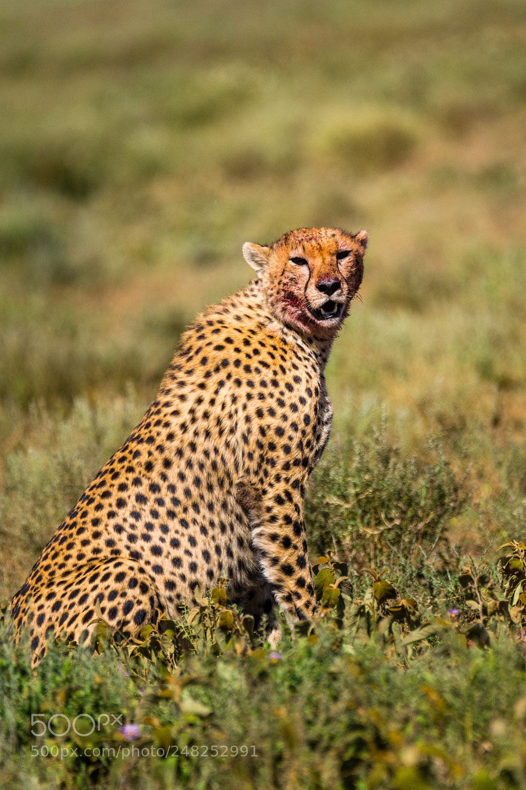 Nikon D500 sample photo. Vigilant eye photography
