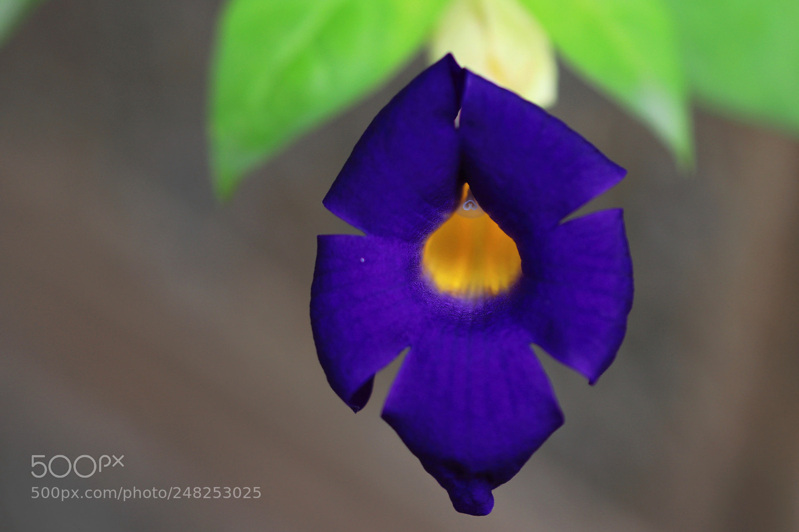 Canon EOS 80D sample photo. Violet photography