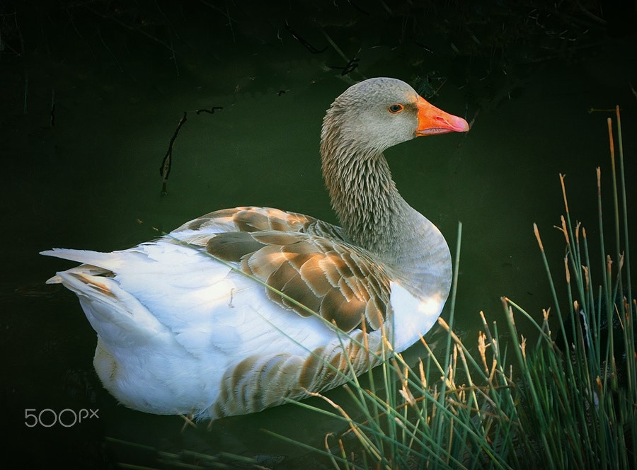 Nikon D5000 sample photo. ** photography