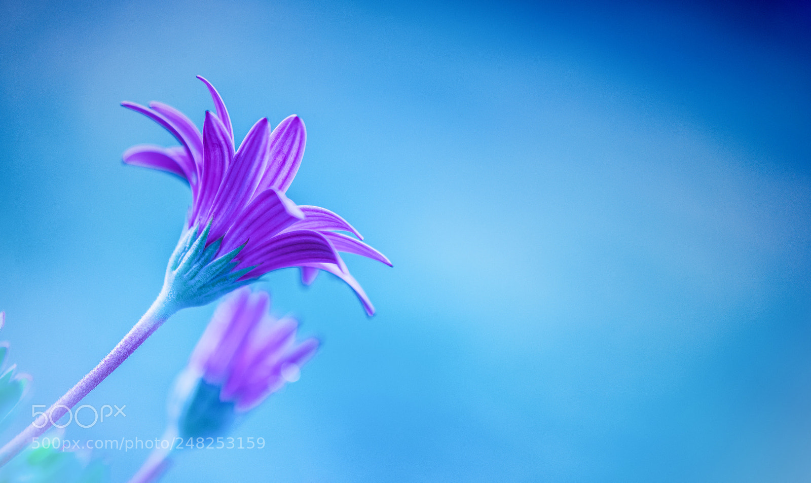 Nikon D850 sample photo. A sunny day photography