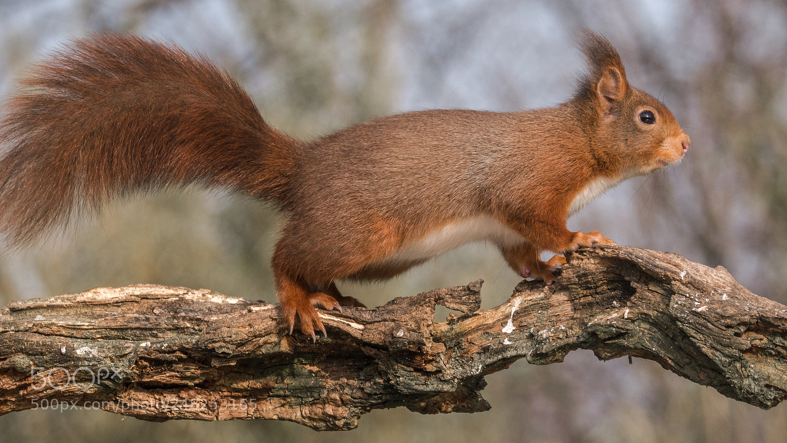 Panasonic Lumix DMC-GX7 sample photo. Alert squirrel walking on photography