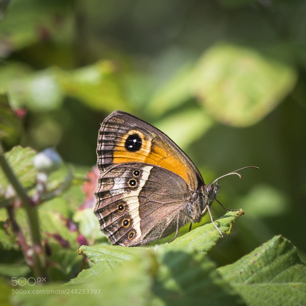 Nikon D500 sample photo. Pyronia bathseba photography