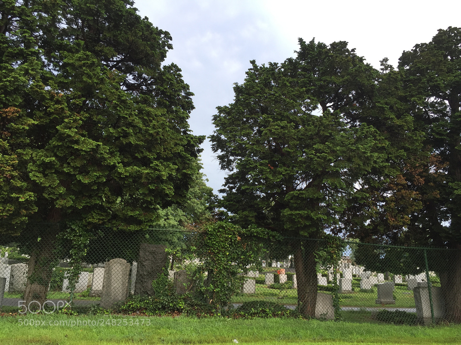 Apple iPhone 6 Plus sample photo. 29171661392.jpg photography