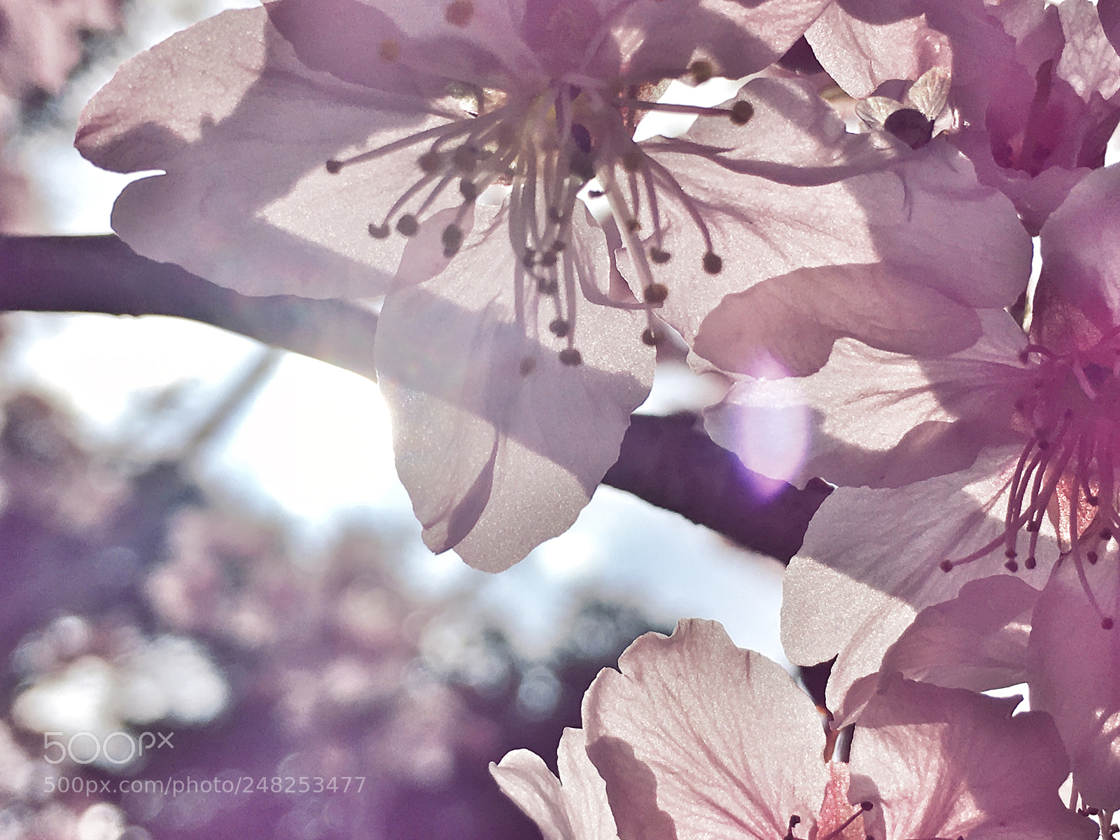 Apple iPhone 6s sample photo. Springtime photography