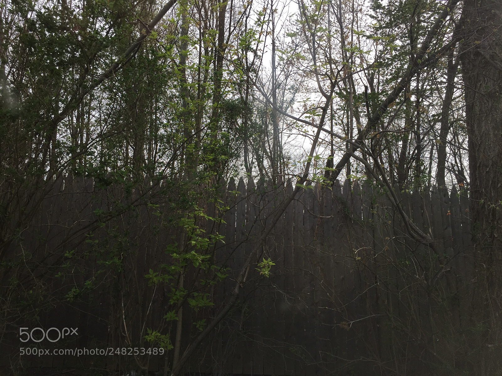 Apple iPhone 6 Plus sample photo. 29245937036.jpg photography