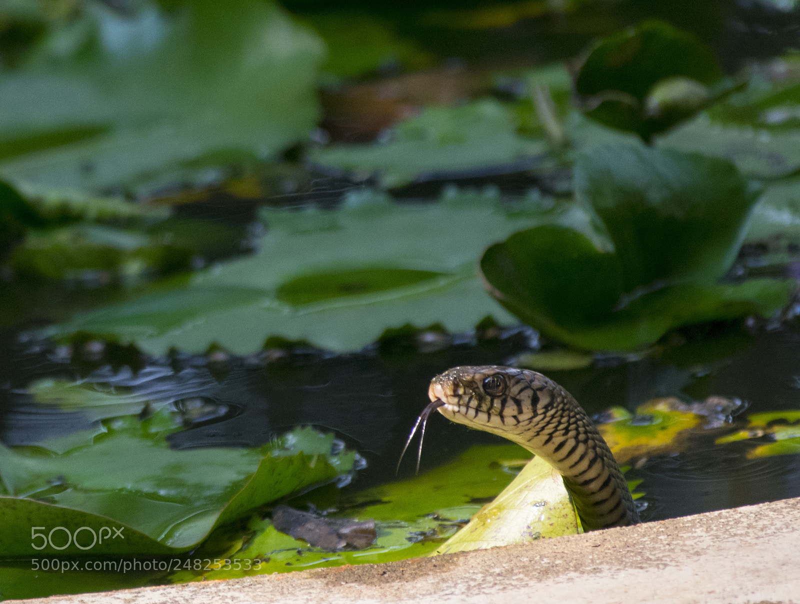 Nikon D5300 sample photo. Rat snake photography
