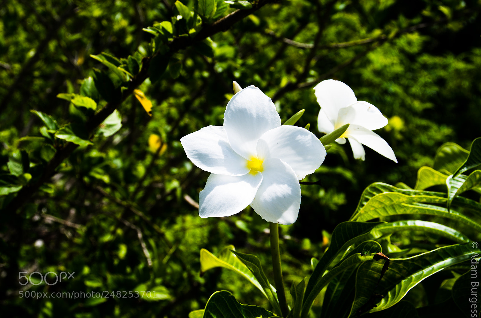 Pentax K-30 sample photo. White flower photography