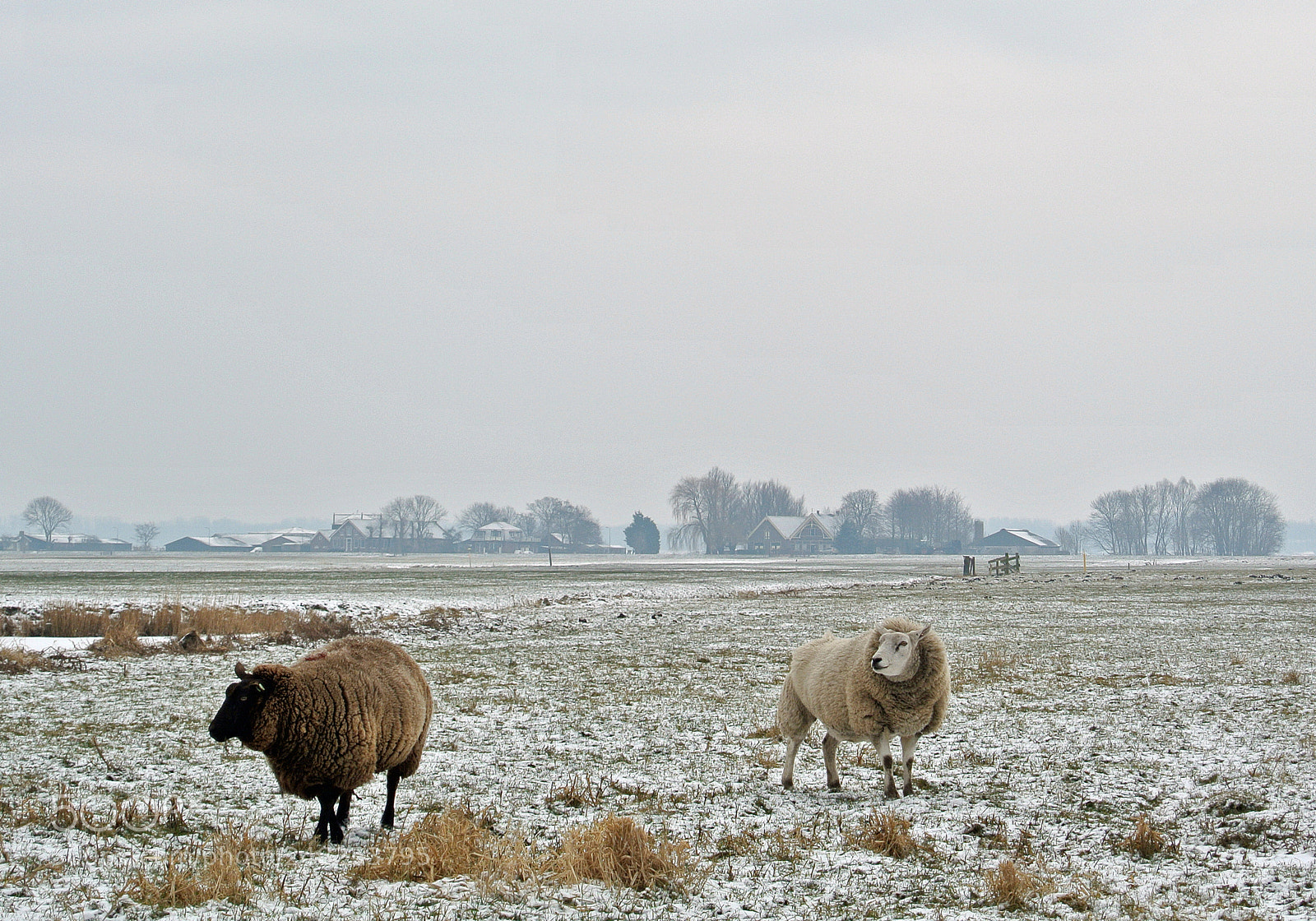 Nikon 1 V1 sample photo. Sheep in snow photography