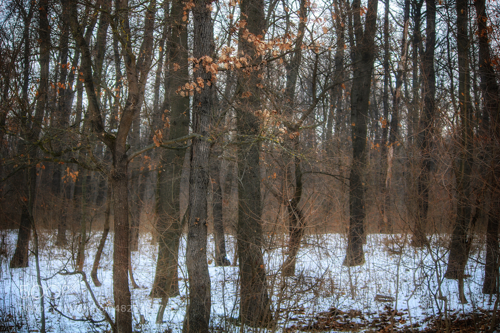 Canon EOS 760D (EOS Rebel T6s / EOS 8000D) sample photo. Forest photography