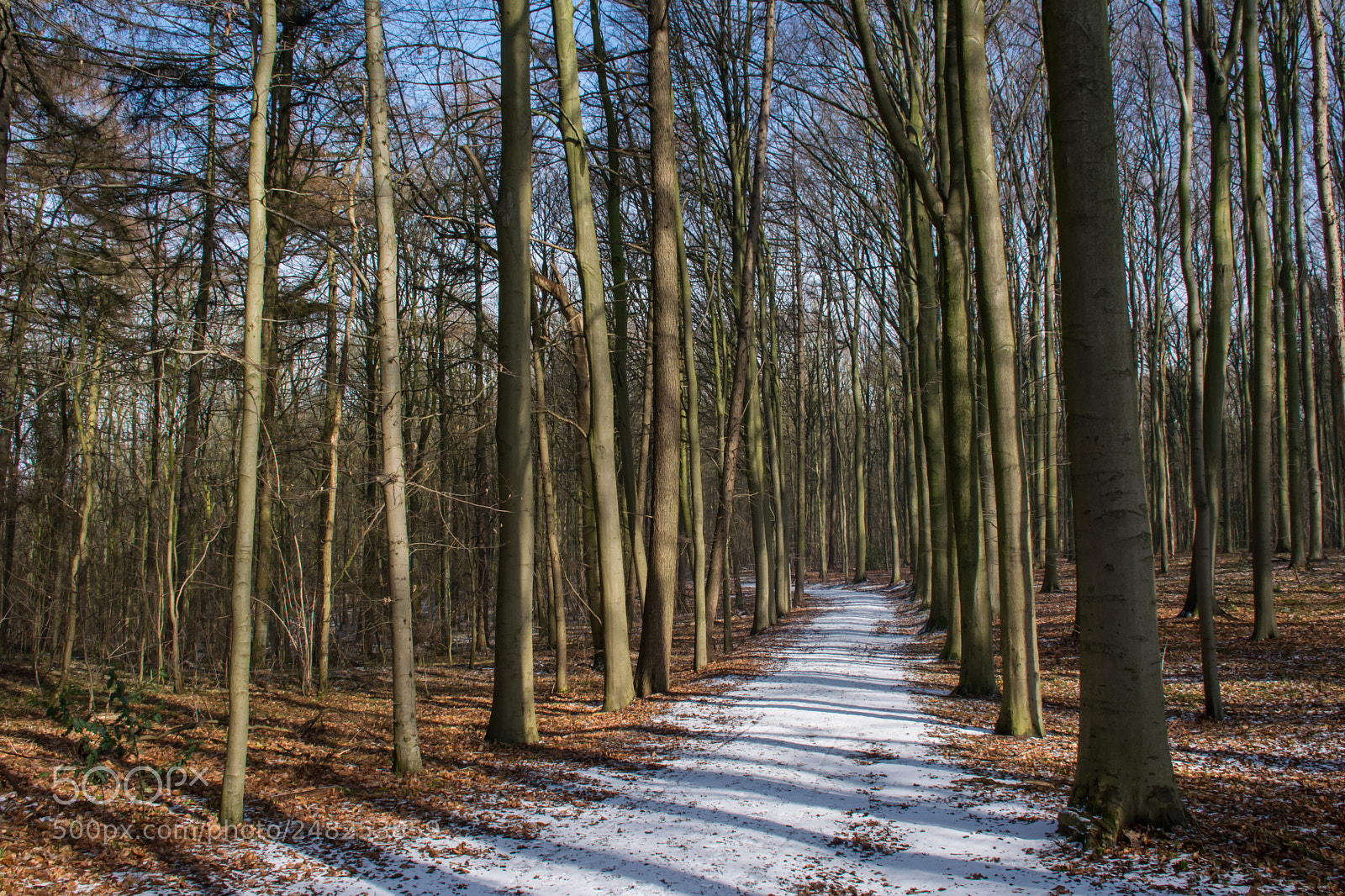 Nikon D5200 sample photo. Snowy path. photography