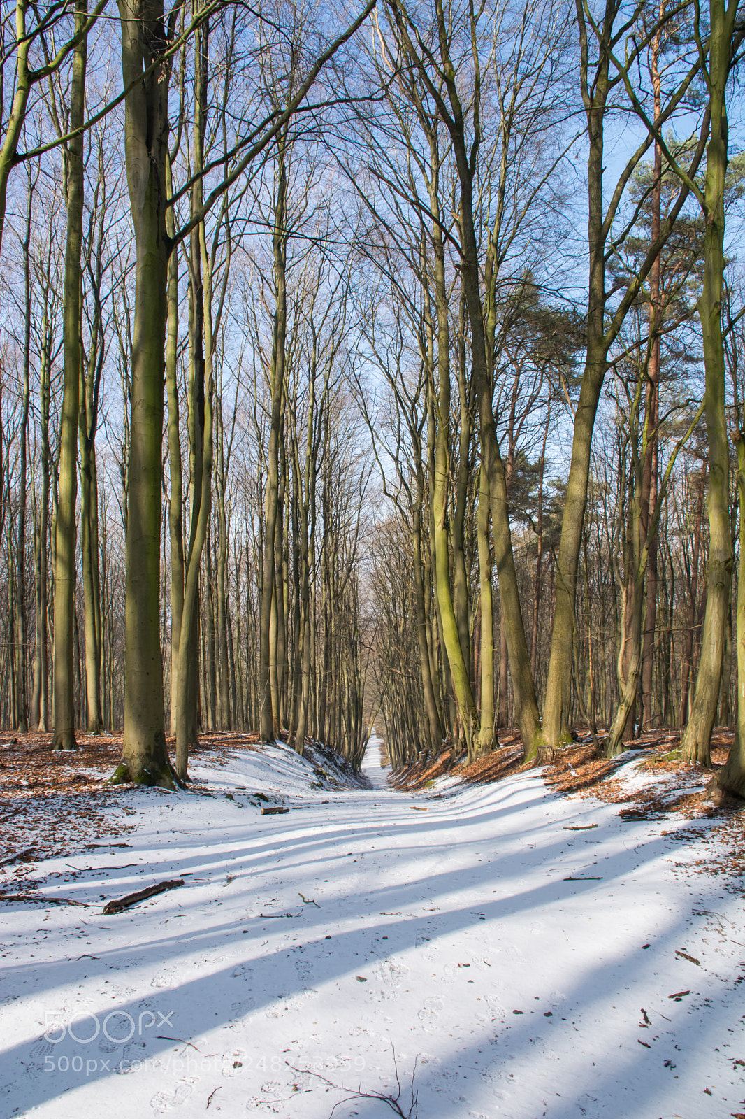 Nikon D5200 sample photo. Chemin enneigé. photography
