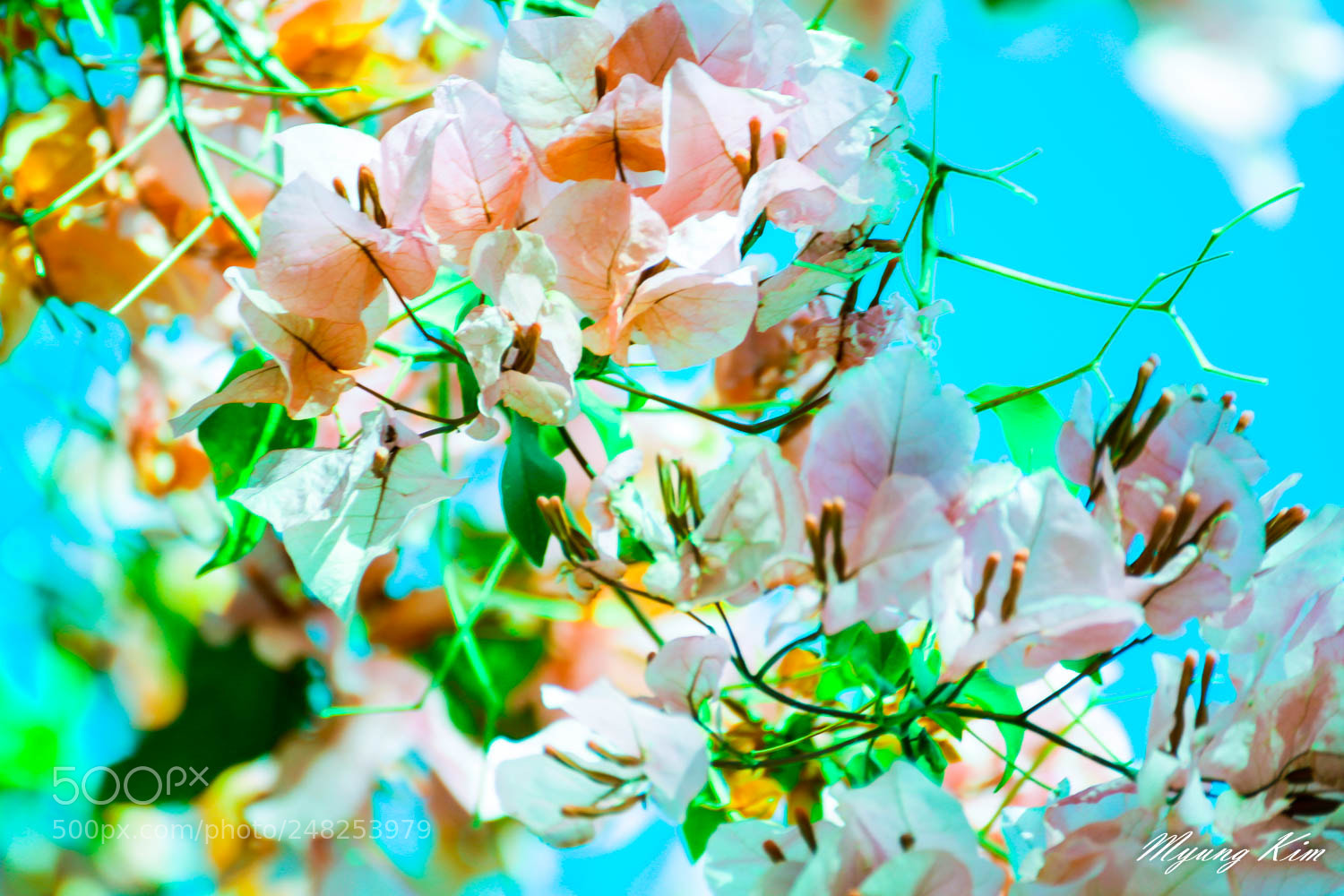 Canon EOS 60D sample photo. Spring photography