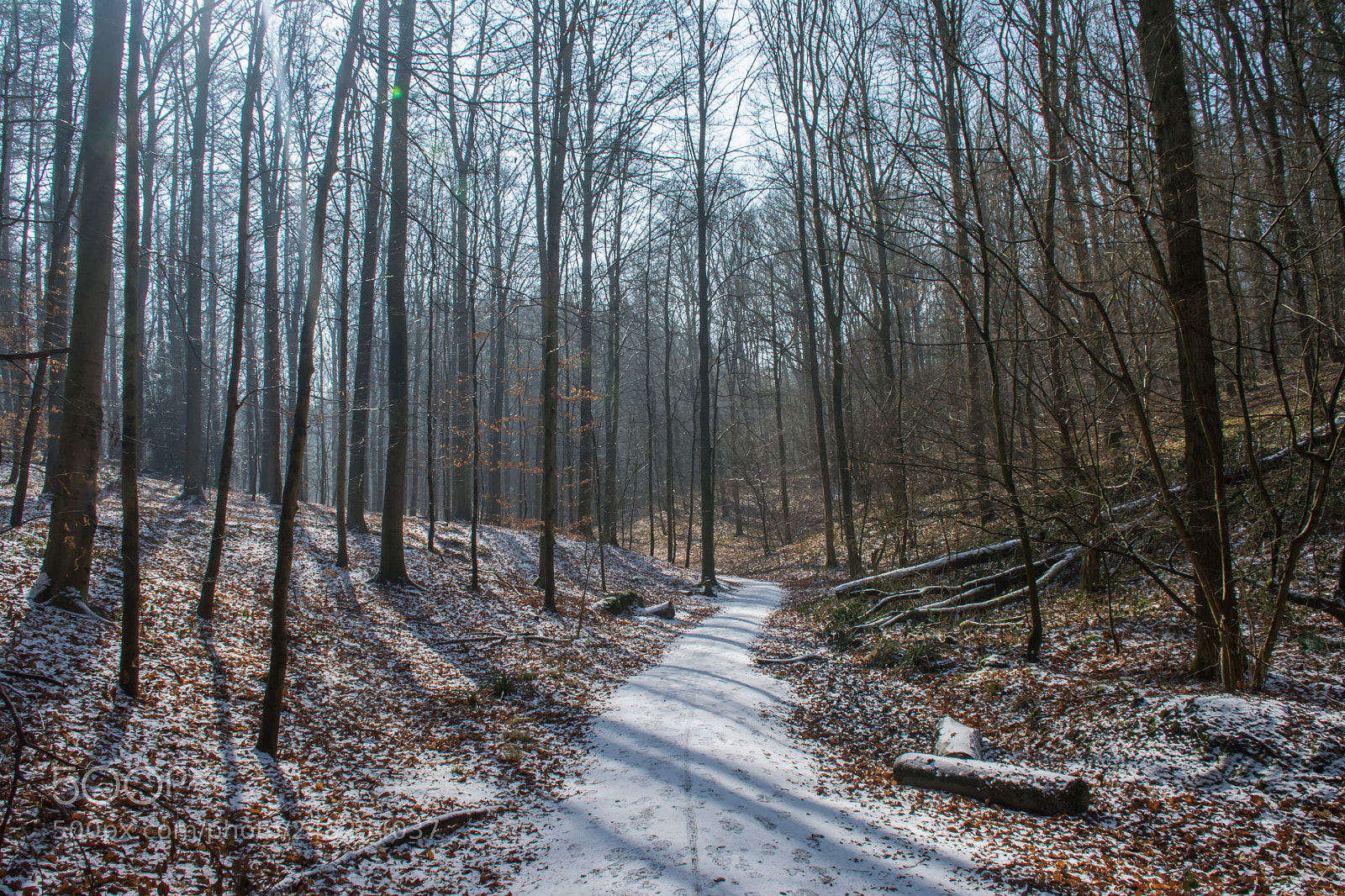 Nikon D5200 sample photo. Woods in snow. photography