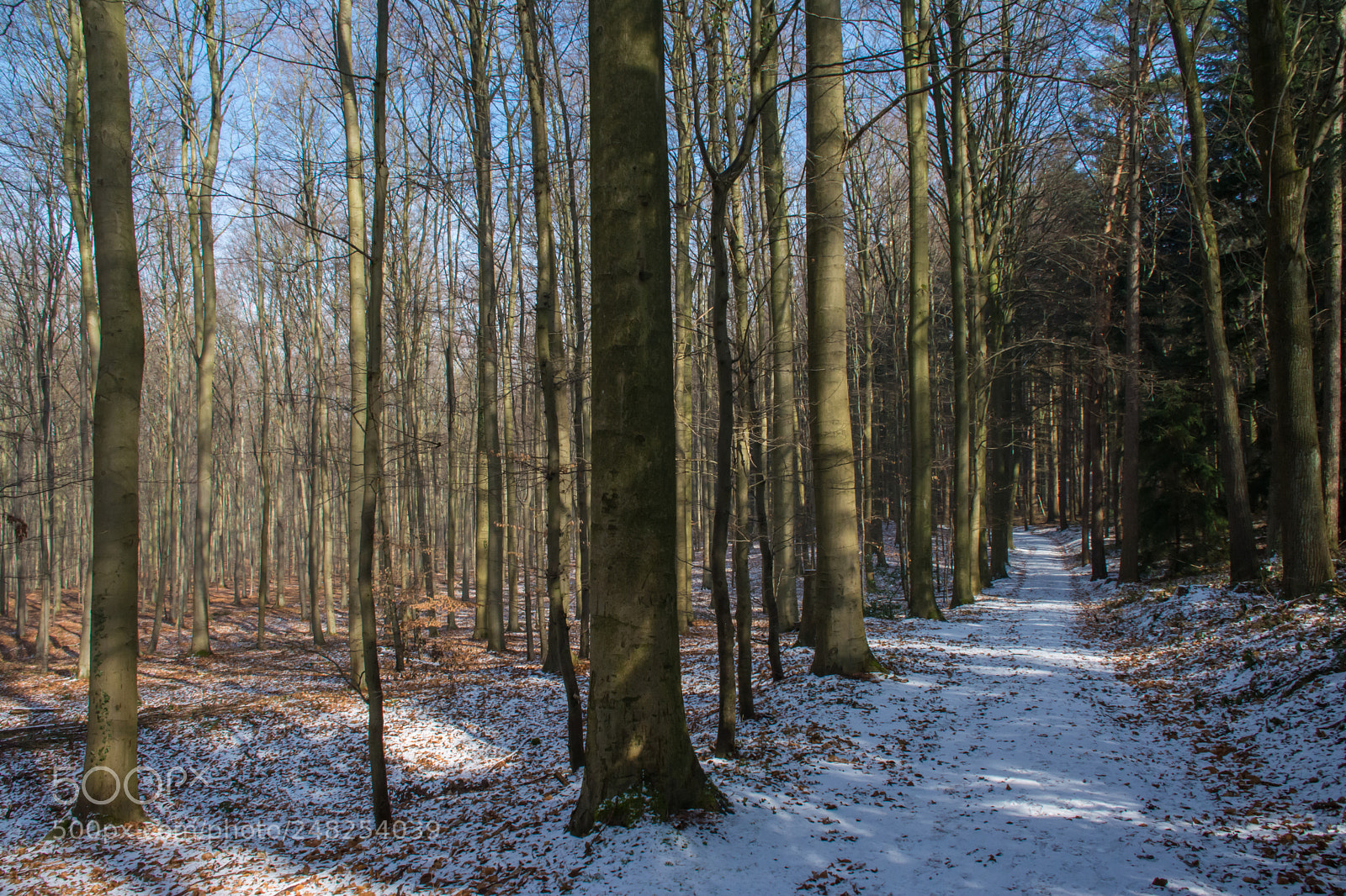 Nikon D5200 sample photo. Woods in snow. photography