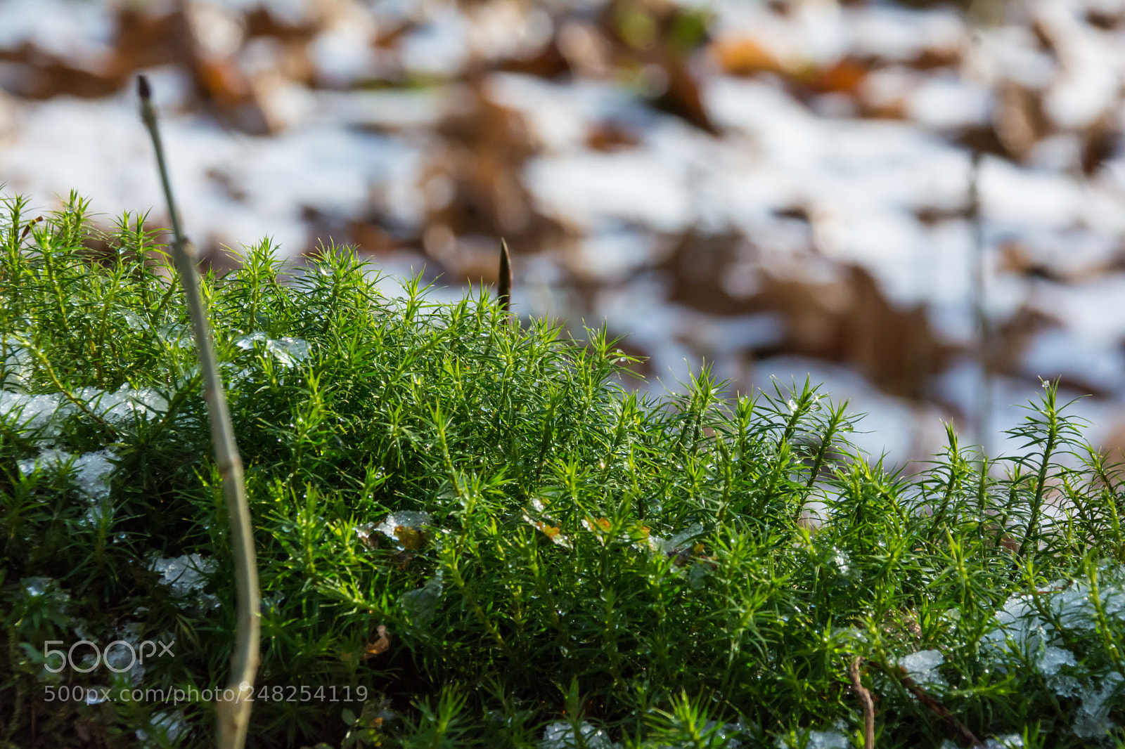 Nikon D5200 sample photo. Moss and melting snow. photography