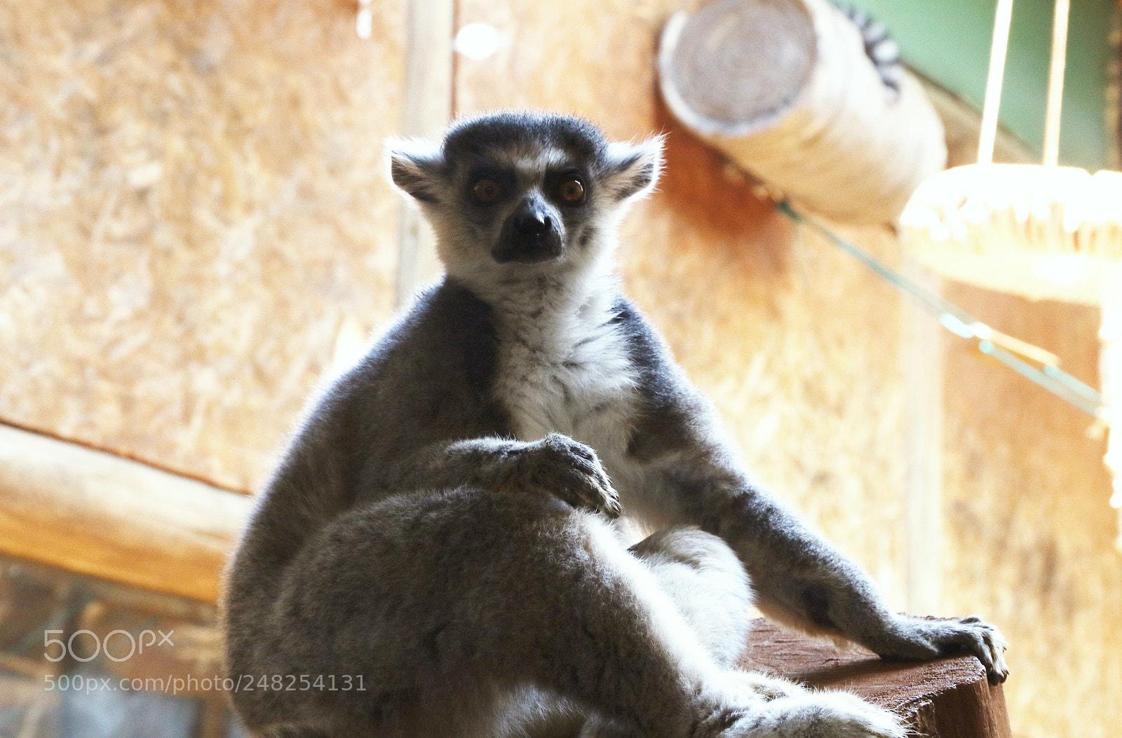 Canon EOS 7D Mark II sample photo. Sao paulo aquarium photography