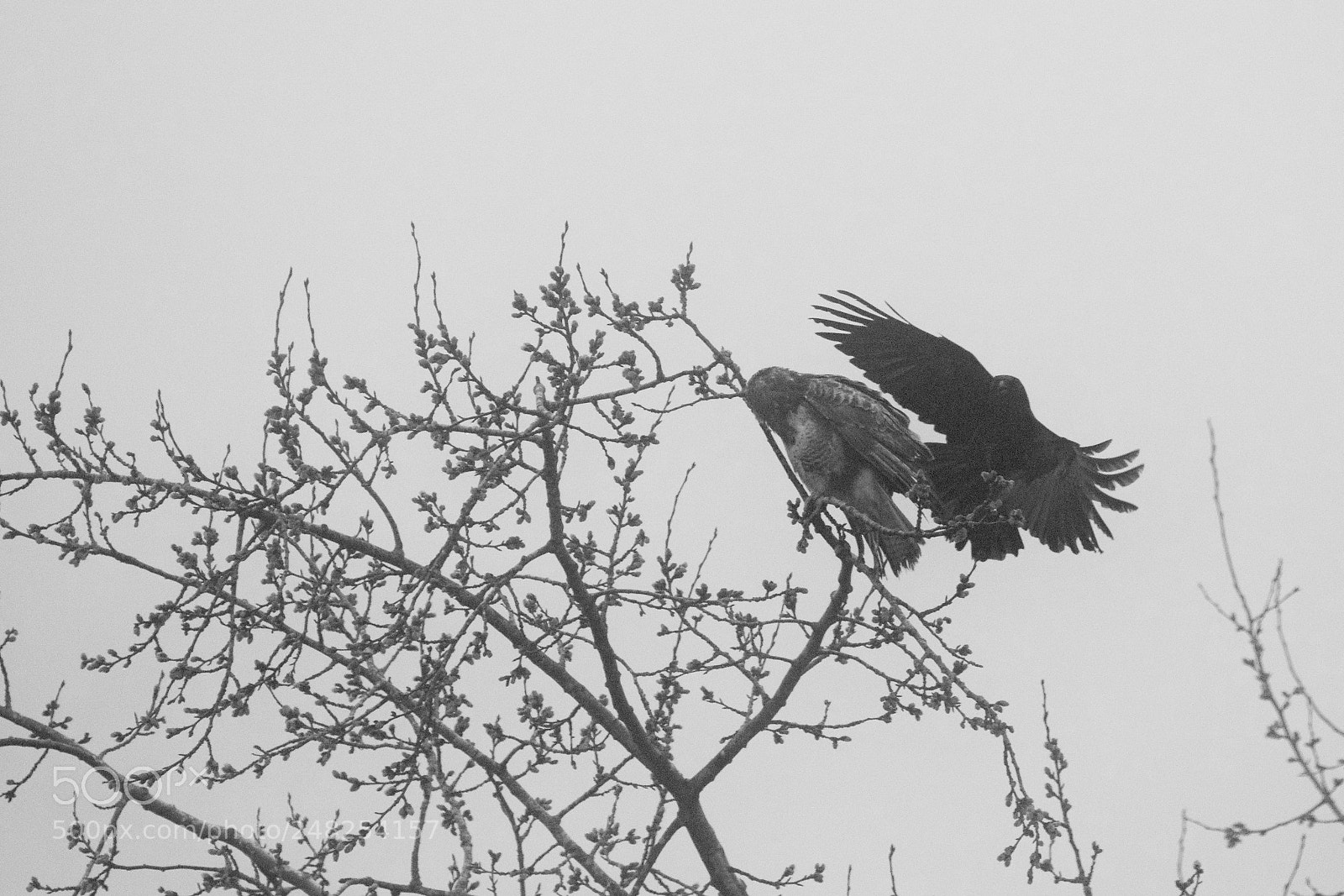Nikon D500 sample photo. Untitled photography