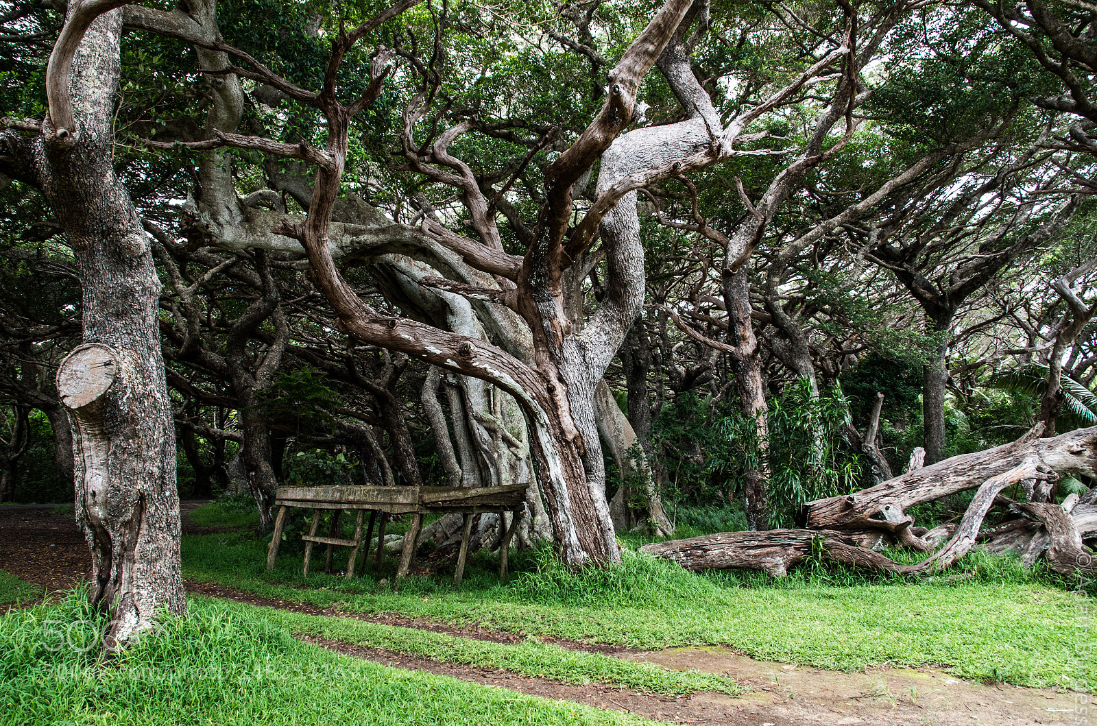 Pentax K-30 sample photo. Gnarled trees photography