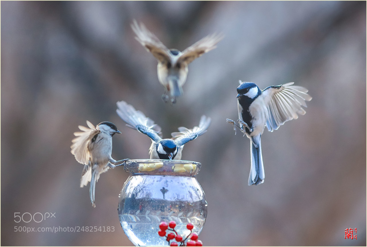 Canon EOS 5DS R sample photo. Bird photography