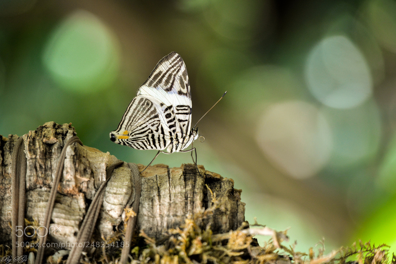 Nikon D610 sample photo. White tiger of tiny photography