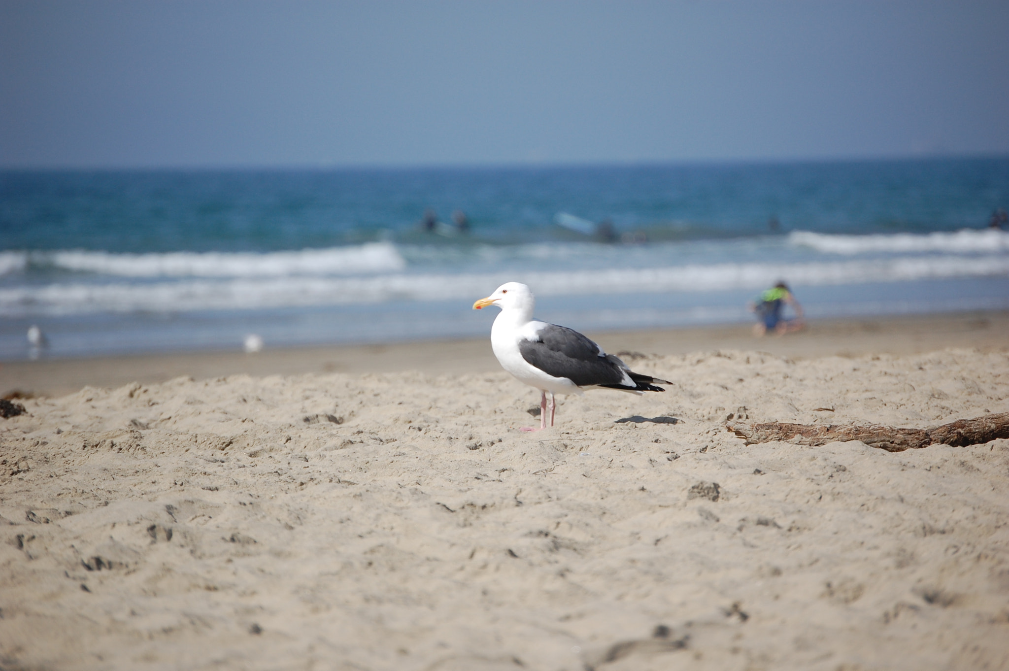 Nikon D40 sample photo. Friendly little bird at the beach  photography