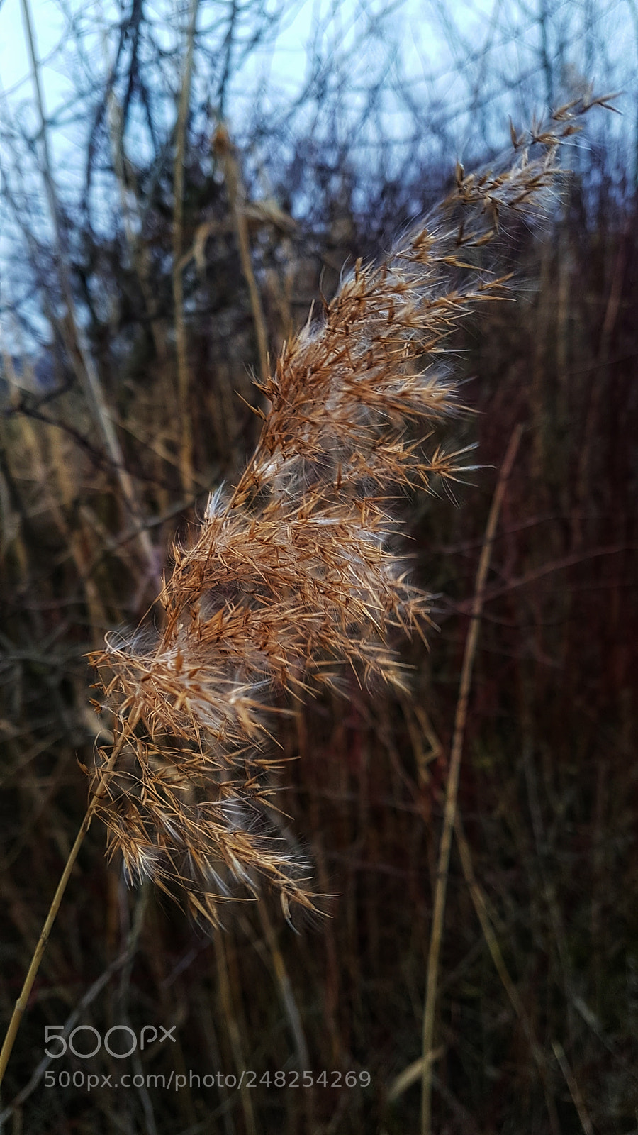 Samsung Galaxy S7 Edge sample photo. Schilf photography