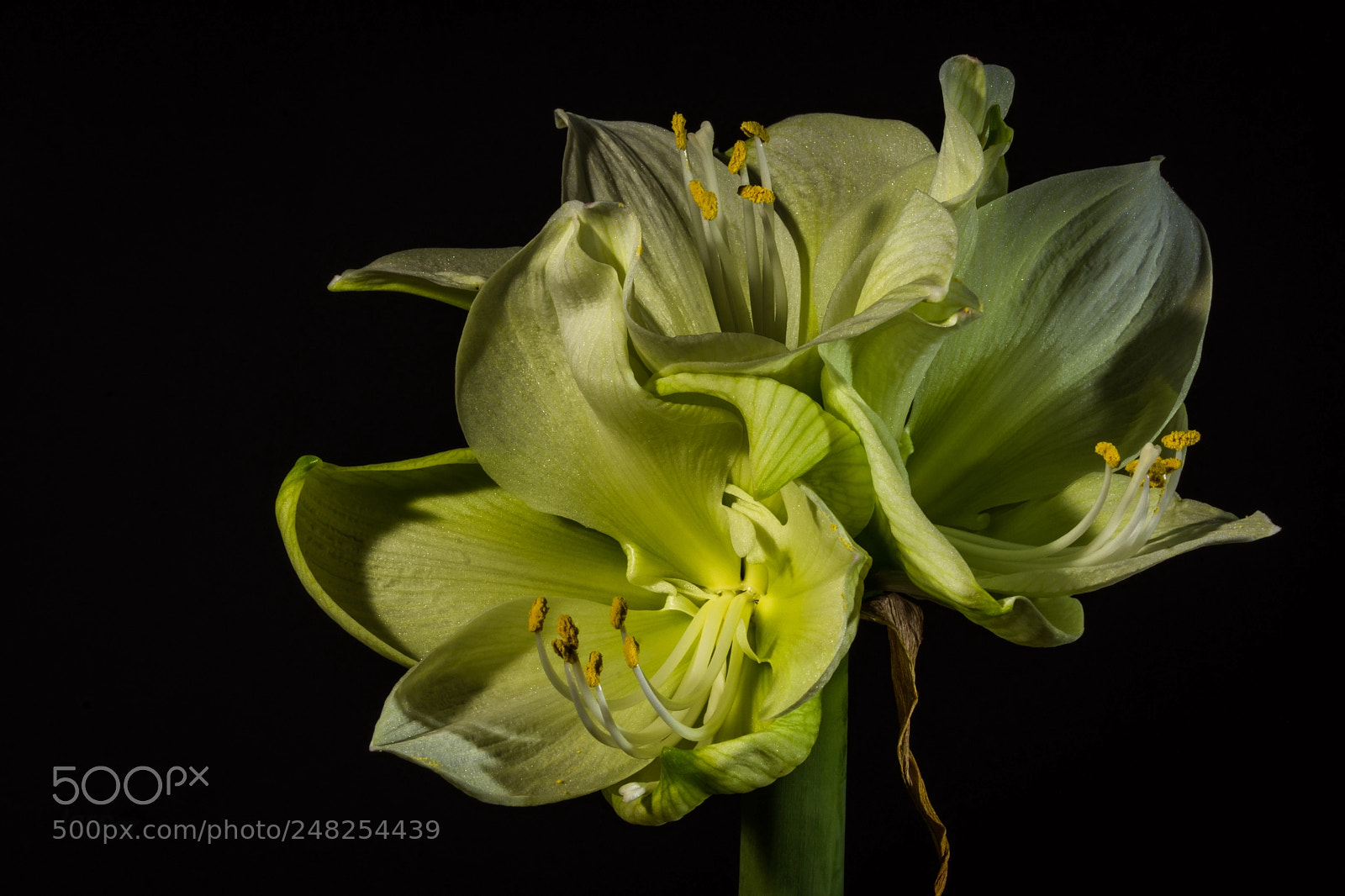 Nikon D7200 sample photo. Amaryllis photography