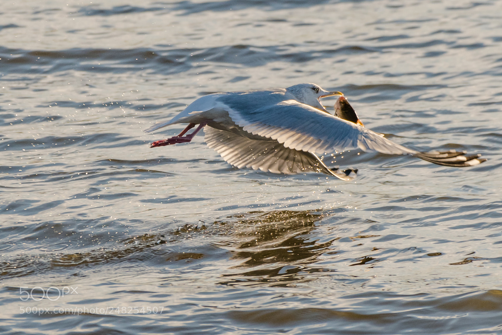 Nikon D850 sample photo. Fishing in the morning photography