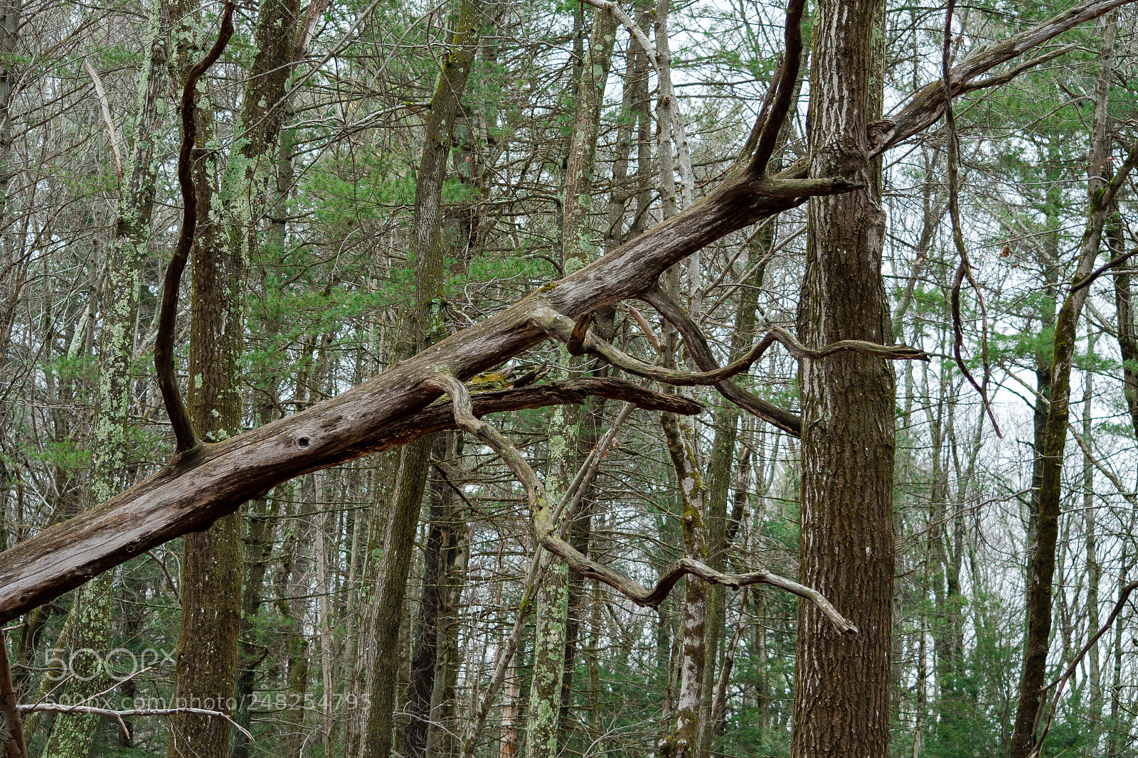 Nikon D500 sample photo. The elemental earth was photography