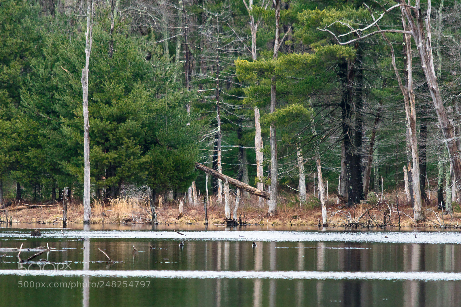 Nikon D500 sample photo. Through the distant nature photography