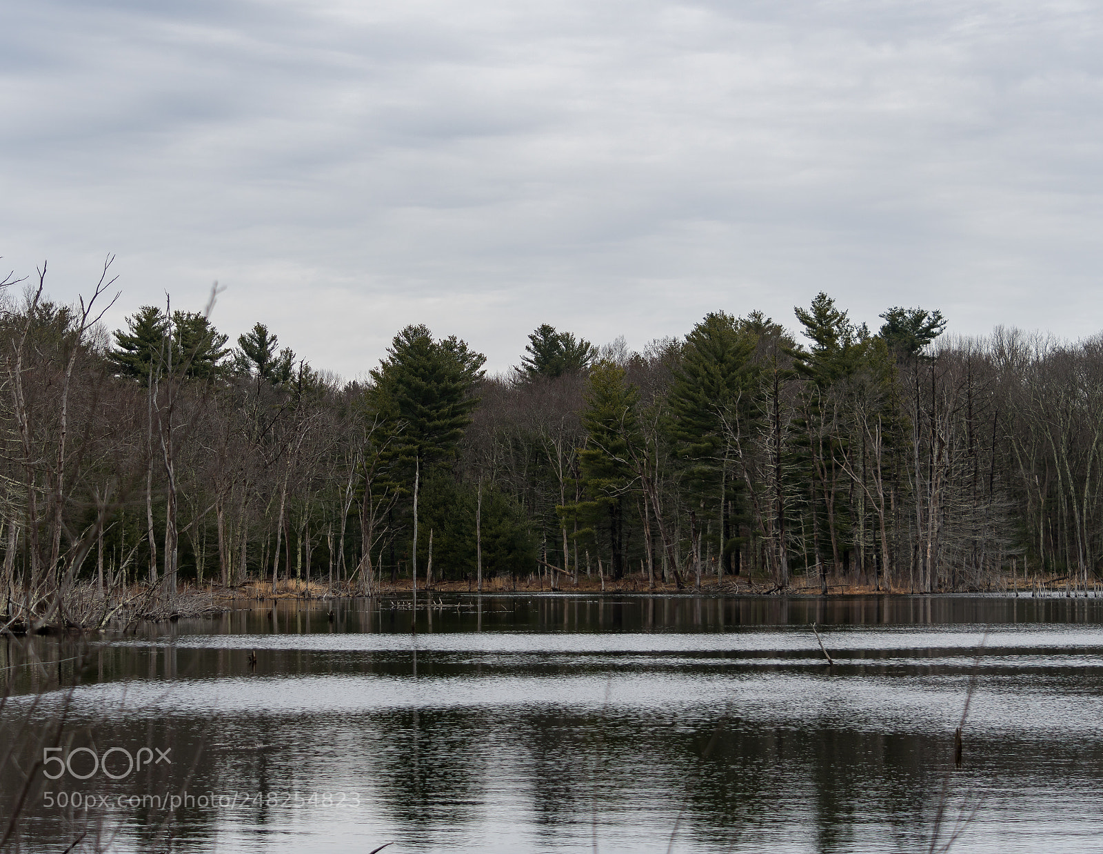 Nikon D500 sample photo. Waiting for lake monsters photography