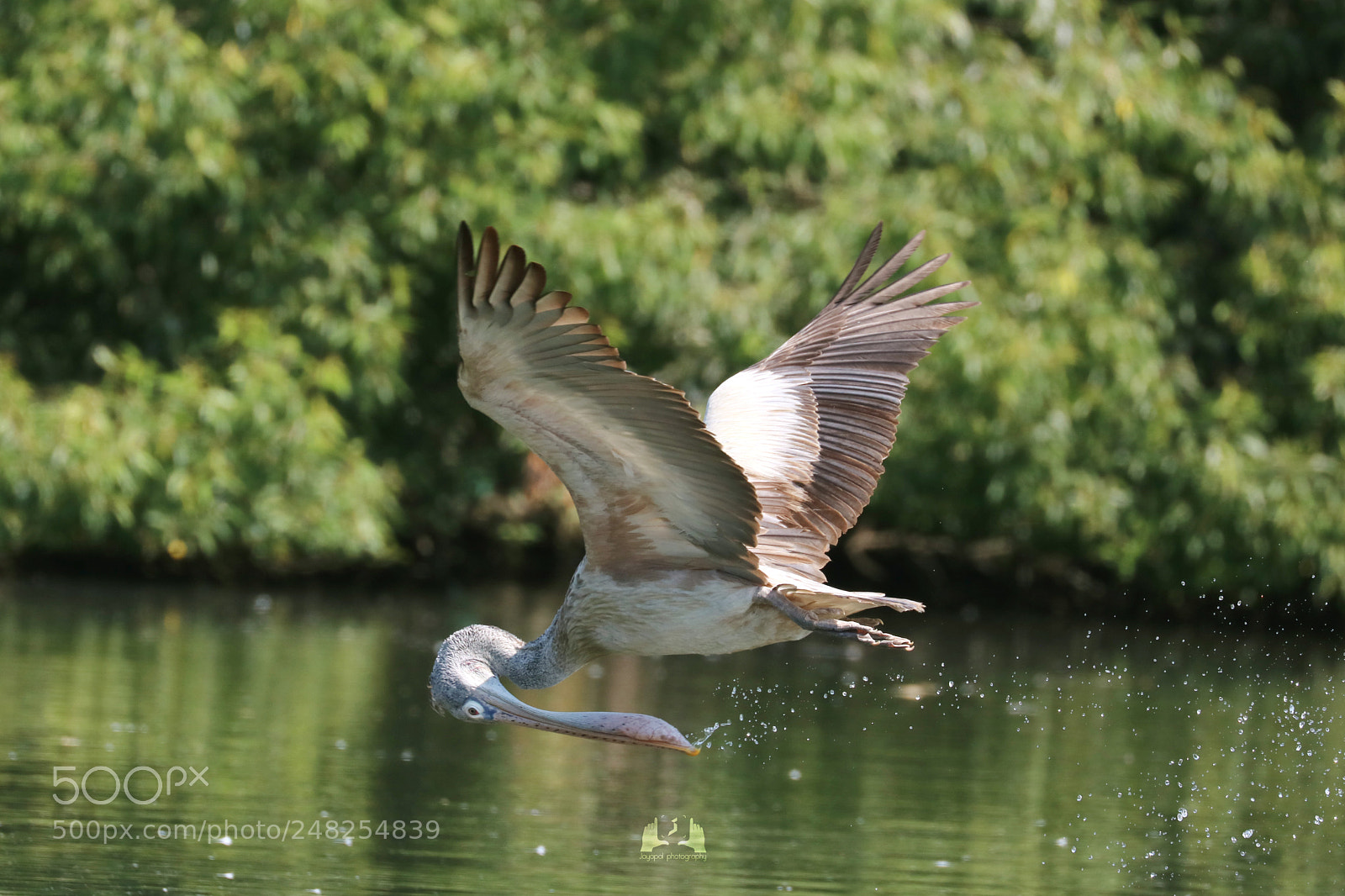 Canon EOS 750D (EOS Rebel T6i / EOS Kiss X8i) sample photo. Locate the fish photography
