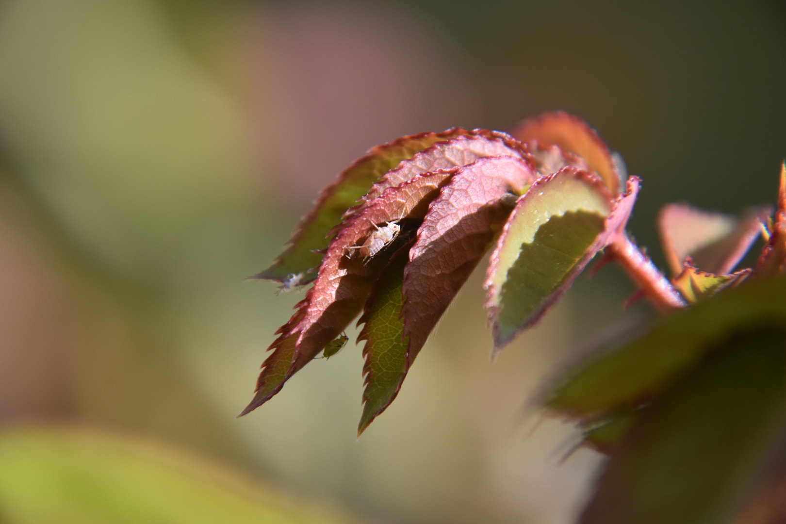 Nikon D5500 sample photo