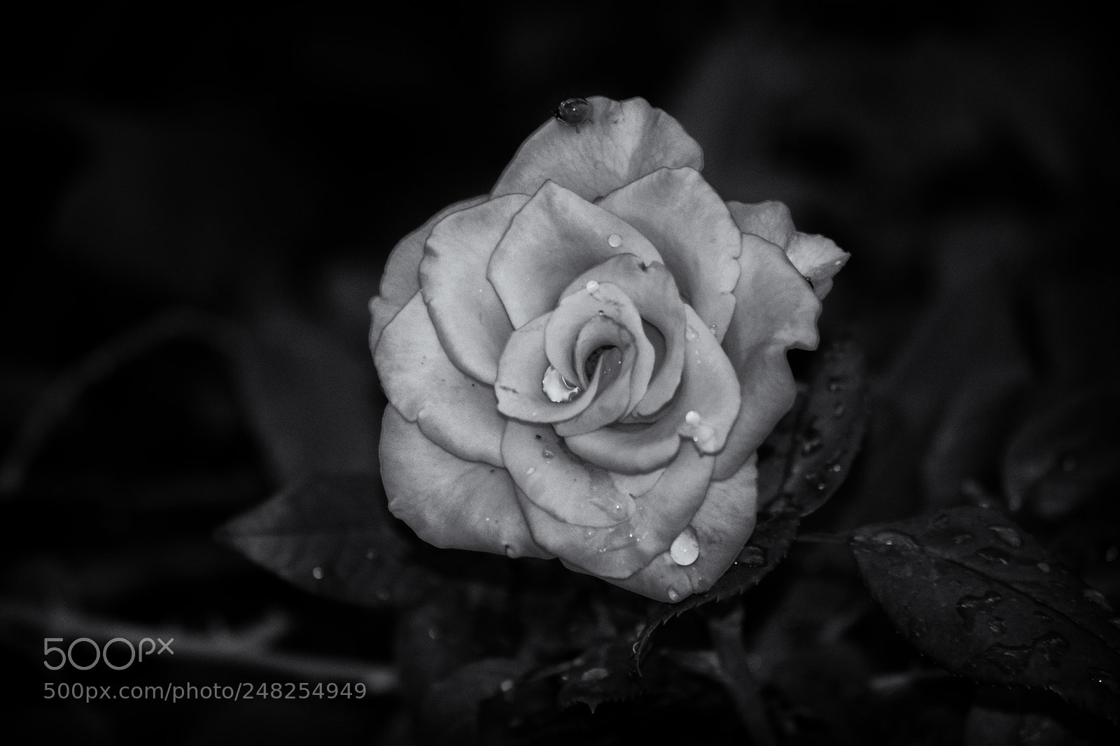 Nikon D5300 sample photo. Editar photography