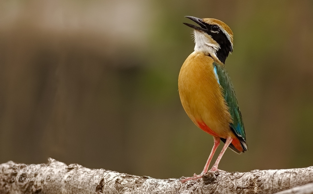Canon EOS 60D sample photo. Indian pitta photography