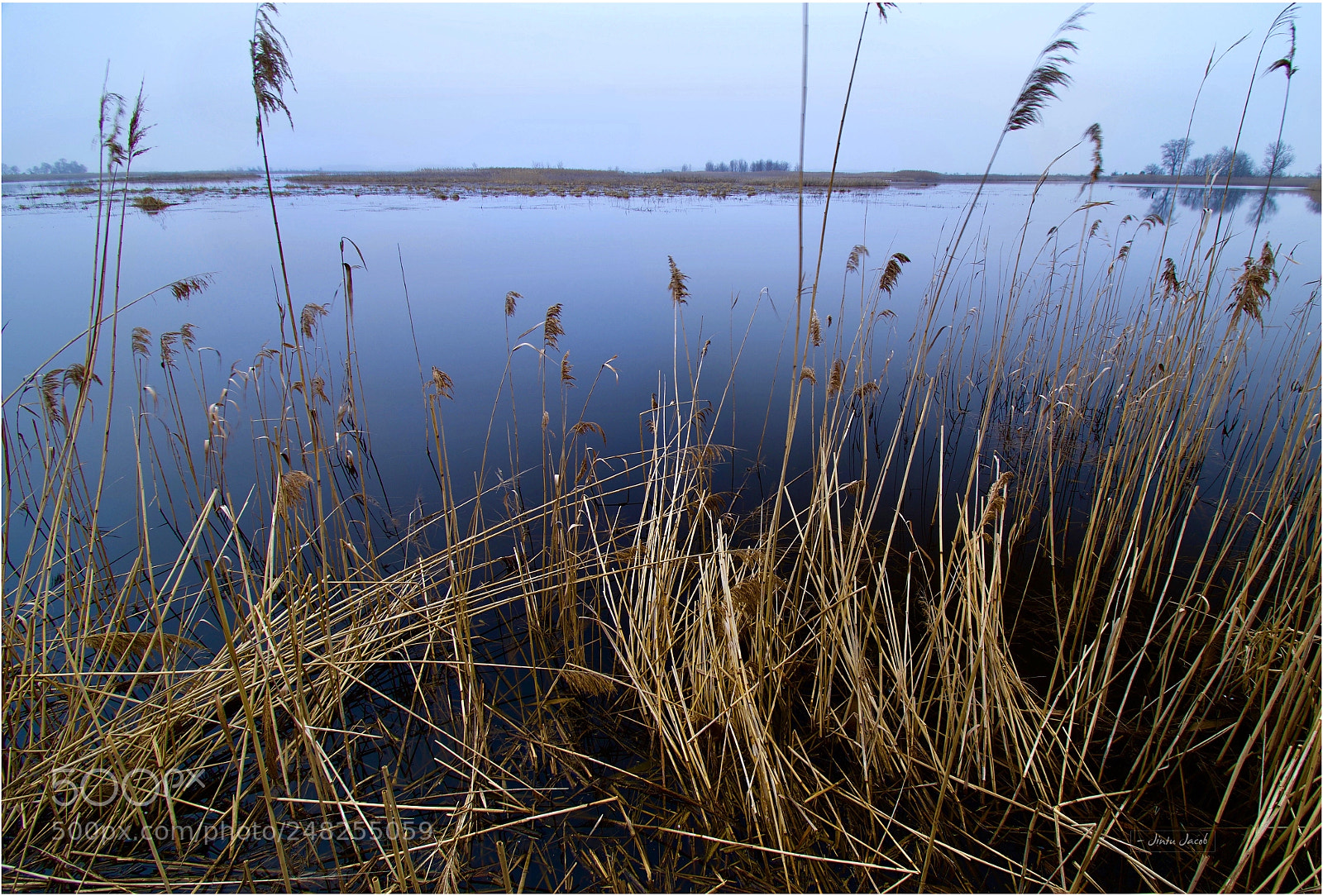 Nikon D500 sample photo. Reeds in the evening photography