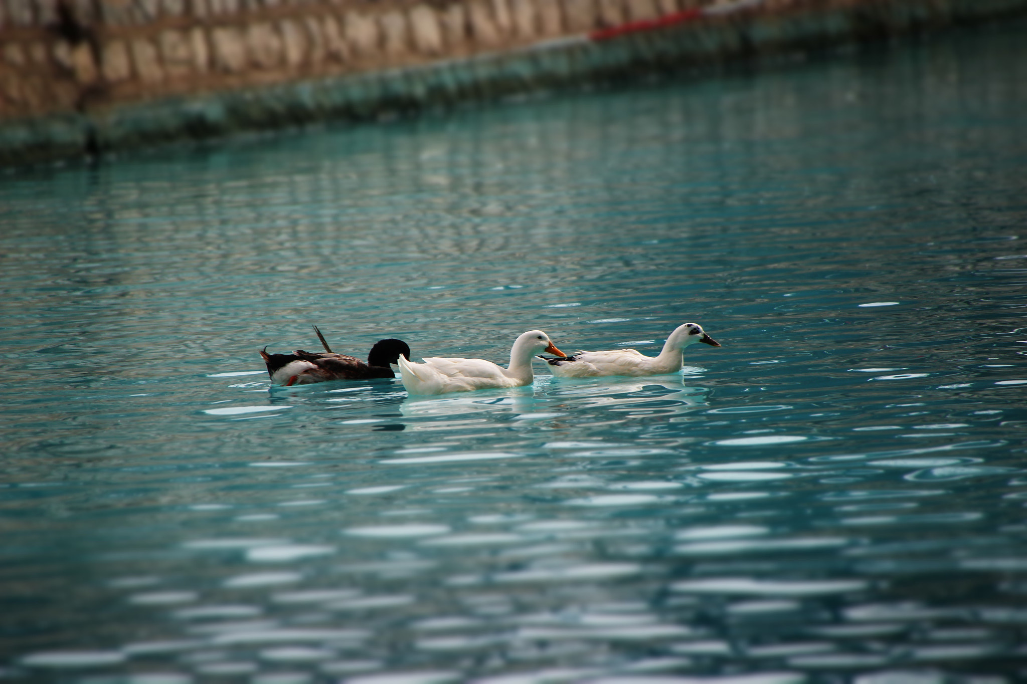 Canon EOS 100D (EOS Rebel SL1 / EOS Kiss X7) sample photo. Ducks.. photography