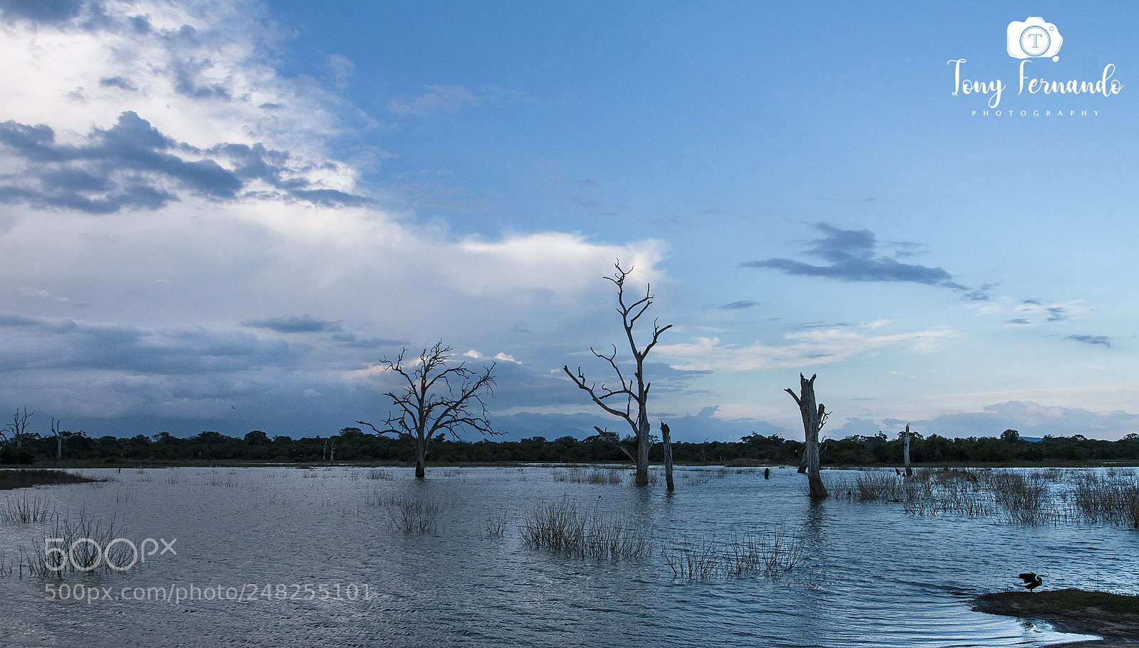 Canon EOS 7D sample photo. Udawalawa evening... photography