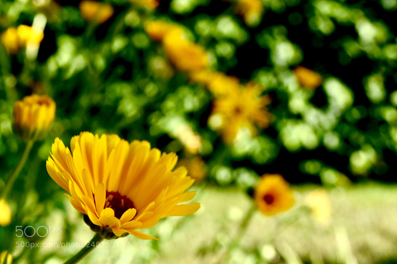 Nikon D5500 sample photo. Untitled photography