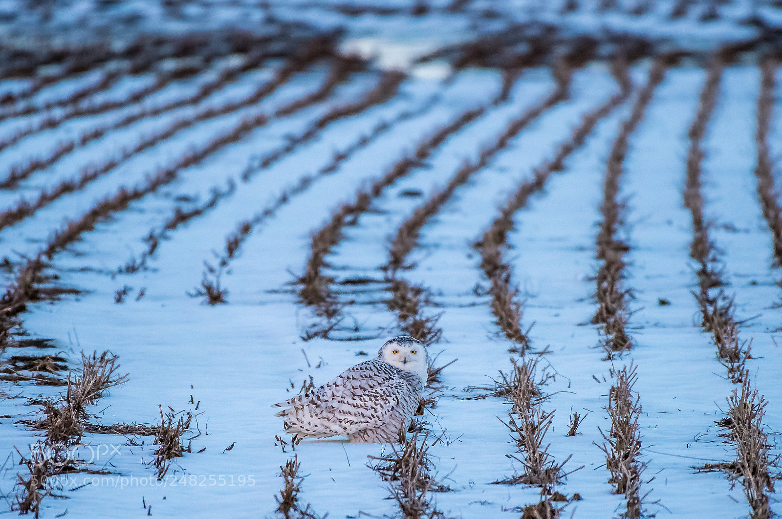 Nikon D810 sample photo. Grounded... photography