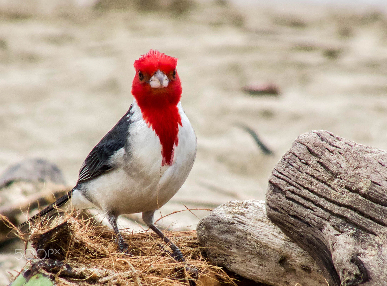 Panasonic Lumix DMC-FZ35 (Lumix DMC-FZ38) sample photo. Red crested cardinal photography