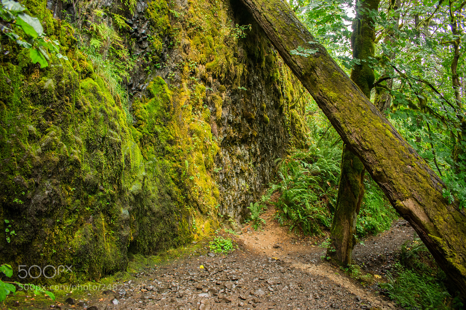 Nikon D3400 sample photo. Trail photography