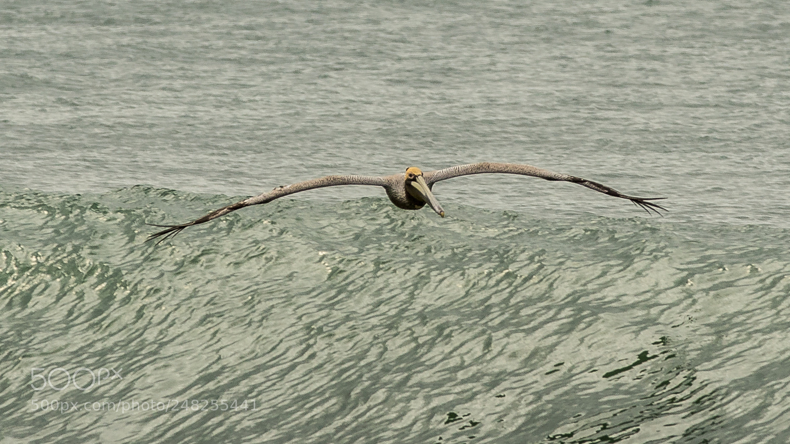Canon EOS 7D Mark II sample photo. Hover photography