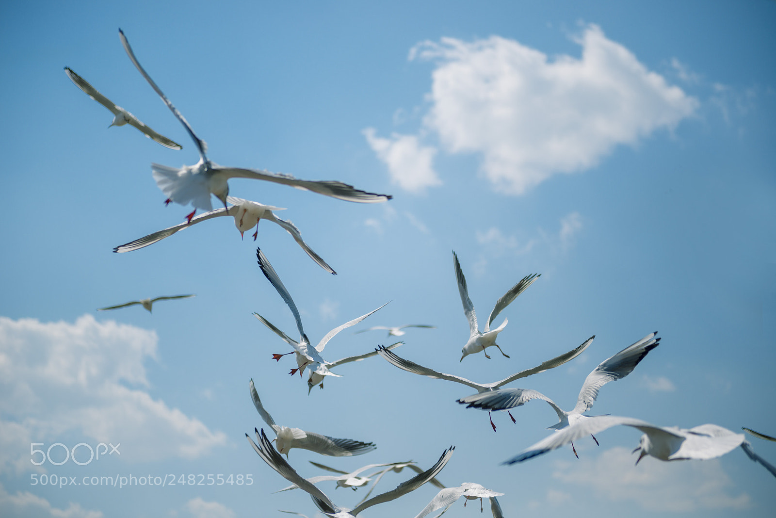 Nikon D610 sample photo. Seagulls photography