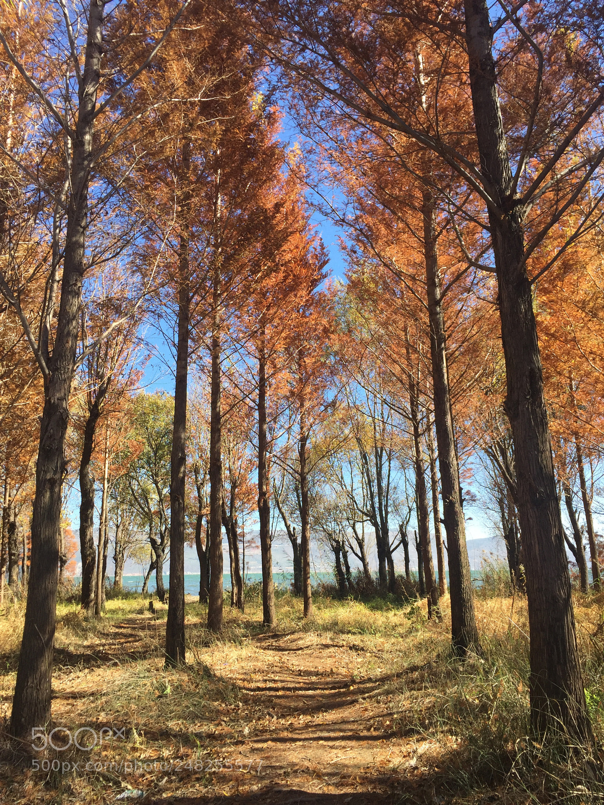 Apple iPhone 6 sample photo. 洱海池杉 photography