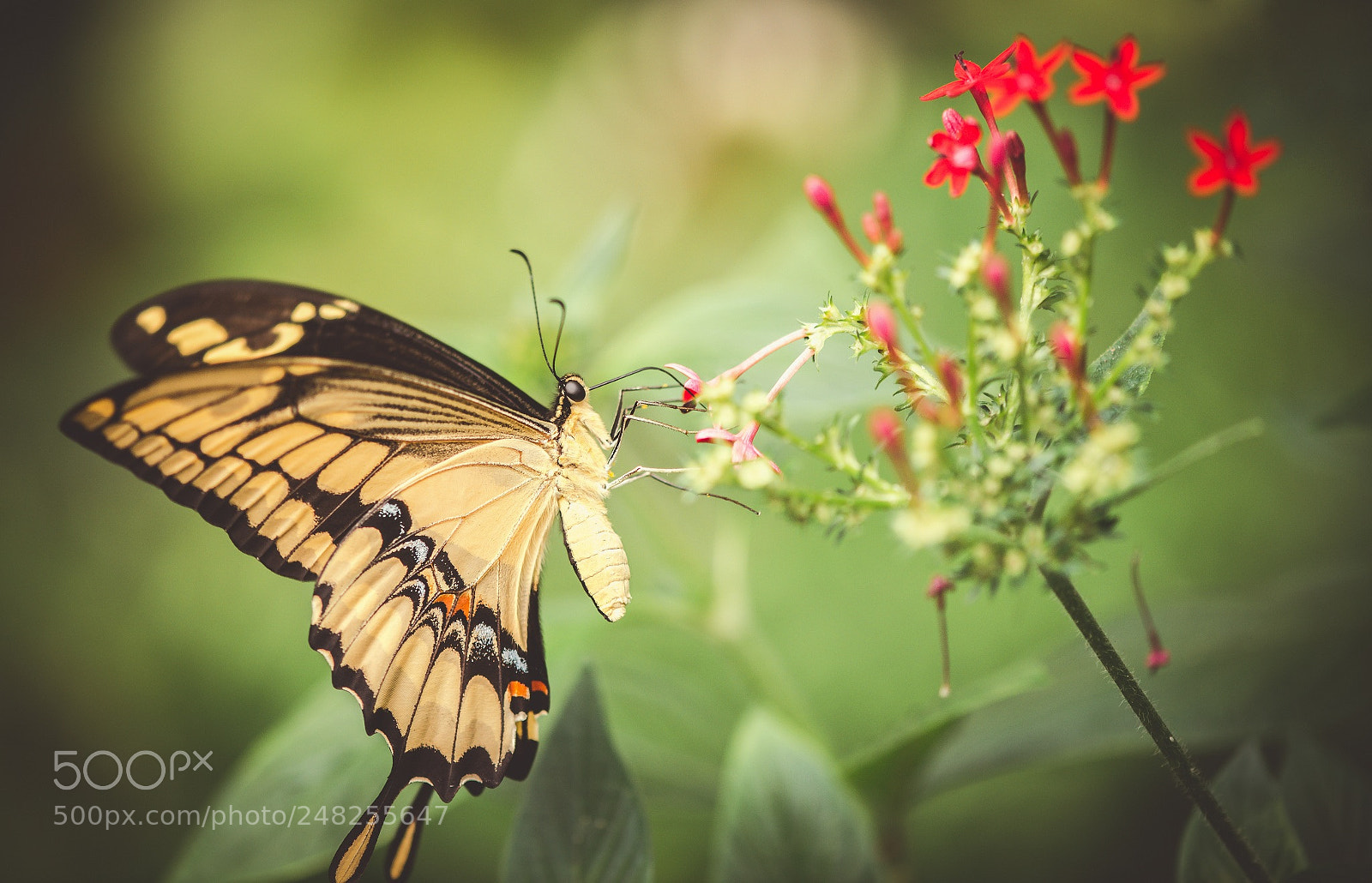 Nikon D800E sample photo. Papilio cresphontes (grand porte-queue) photography